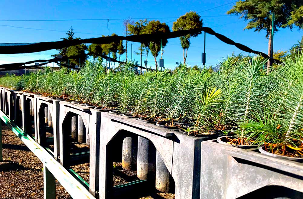 REFORESTACION URBANA