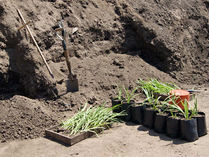 REFORESTACION URBANA