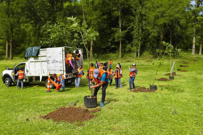 Reforestación rural