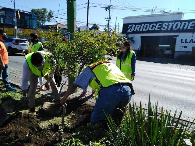 REFORESTACION URBANA