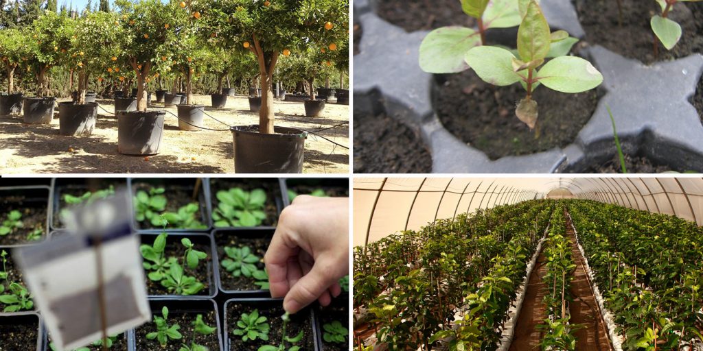 REFORESTACION URBANA