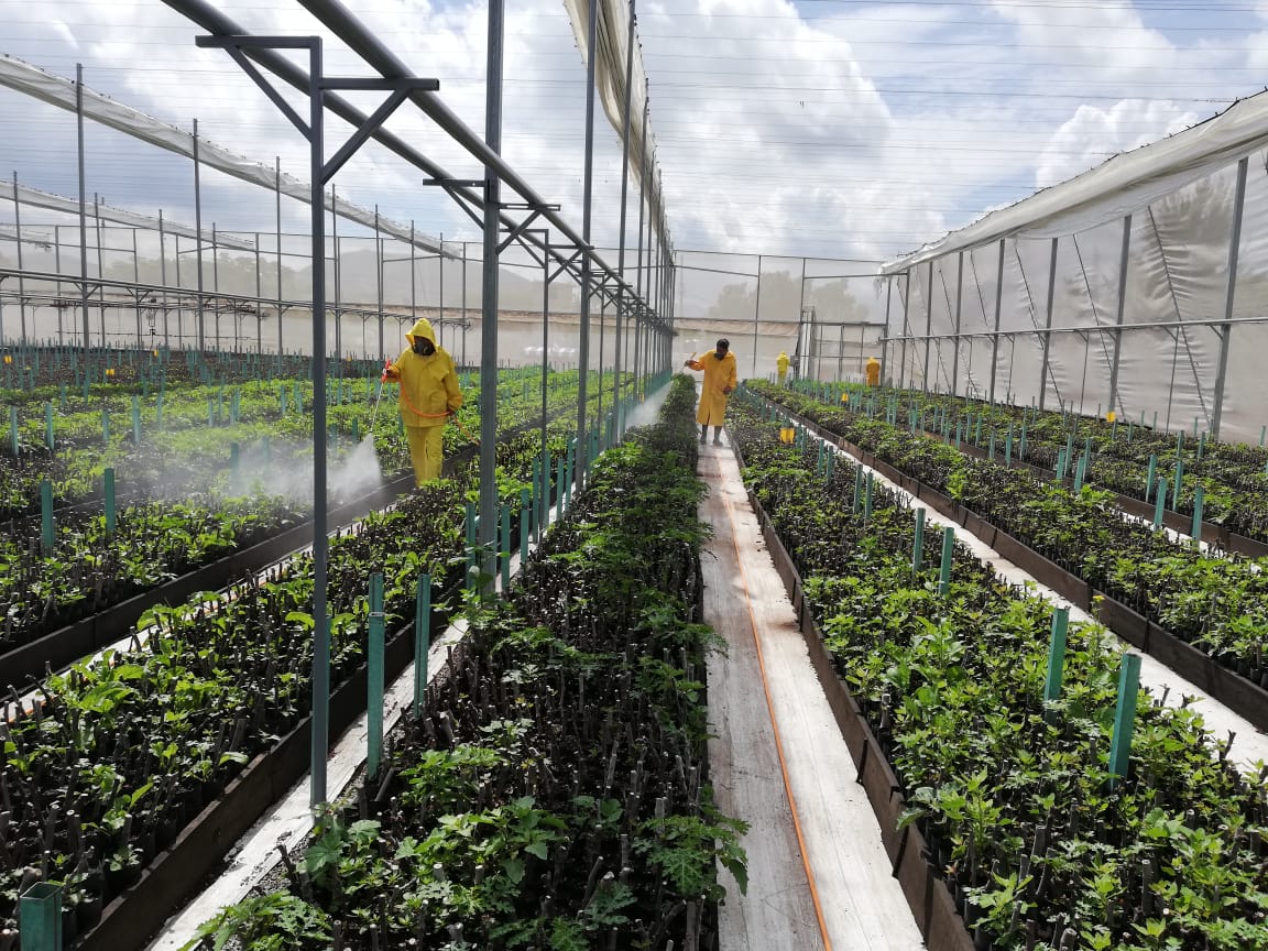 REFORESTACION URBANA